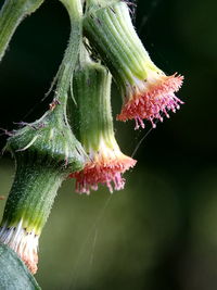 Close-up of spider web on plant