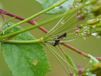 Close-up of insect on leaf