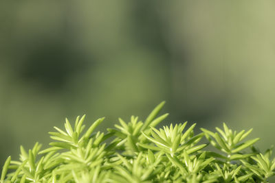 Close-up of plant growing in field