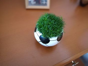 High angle view of potted plant on table