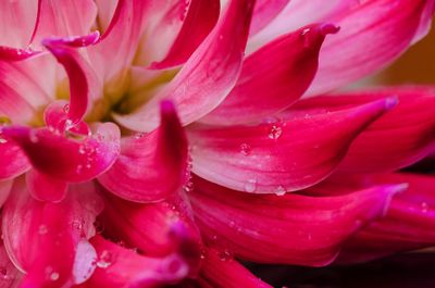 Close-up of wet pink flower