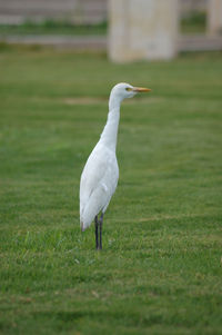 White bird on a field