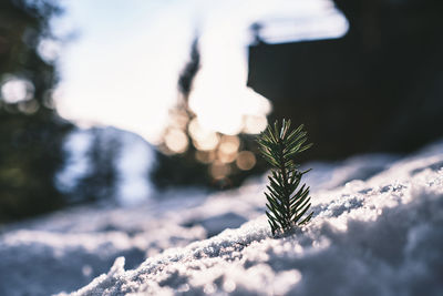 Close-up of pine tree during winter