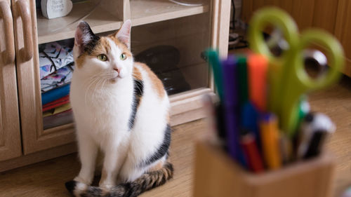 Close-up of cat sitting at home