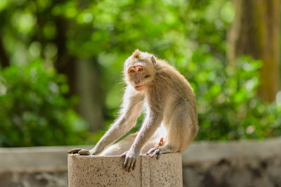 Long-tailed macaque monkeys roam free amongst the trees of the sacred ubud forest in bali, indonesia