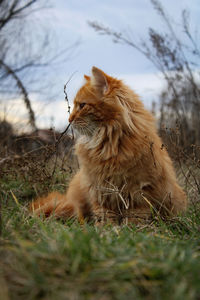 View of a cat on field