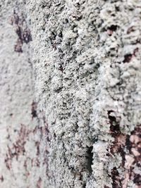 Close-up of tree trunk