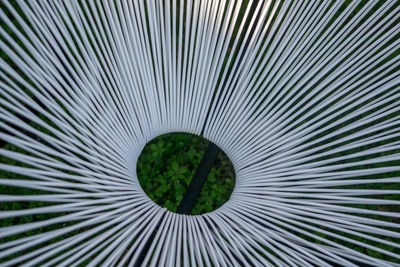 Full frame shot of palm tree