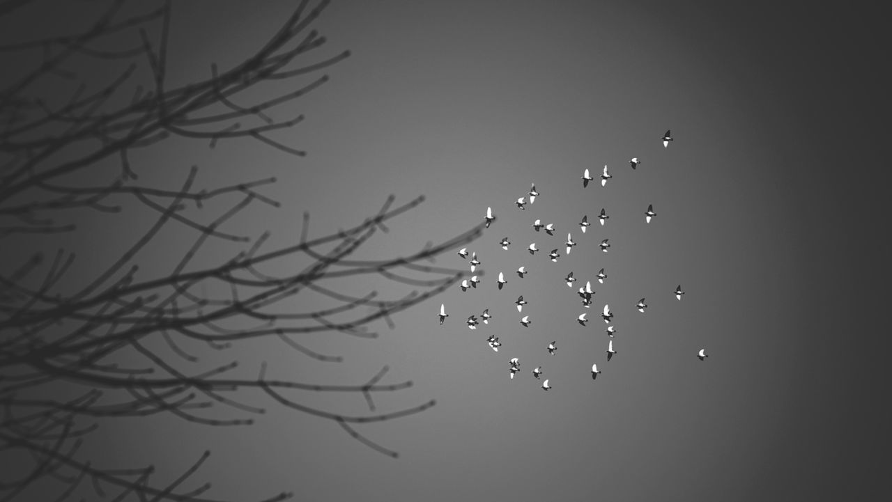 branch, low angle view, nature, water, beauty in nature, night, bare tree, tree, sky, tranquility, silhouette, outdoors, no people, drop, flying, dusk, clear sky, mid-air, reflection