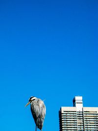 Low angle view of bird perching against clear blue sky