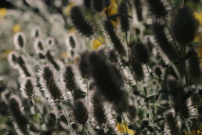 Close-up of flowering plants on field