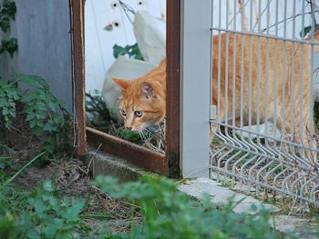 Portrait of cat seen through open door