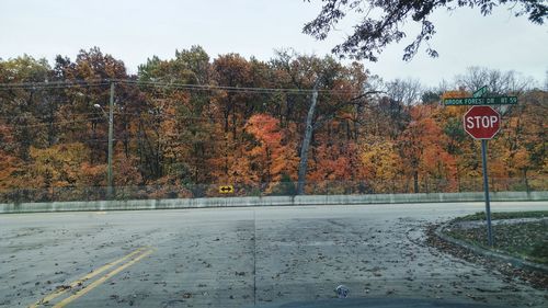 Road in autumn