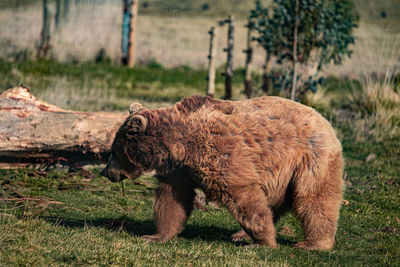 Syrian bear side view