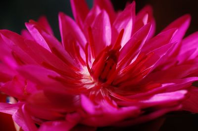 Close-up of flower blooming outdoors