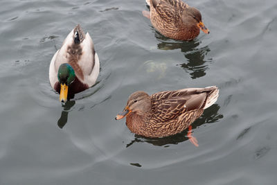 High angle view of mallard duck swimming in lake
