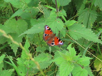 Butterfly on leaf