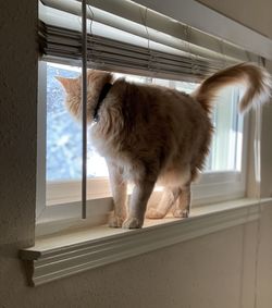 Cat looking through window at home