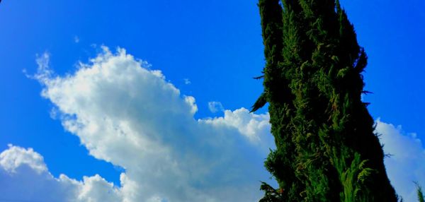 Low angle view of trees against blue sky