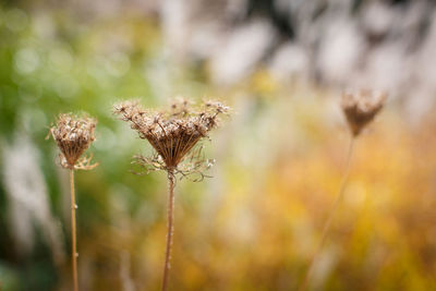 Close-up of wilted thistle