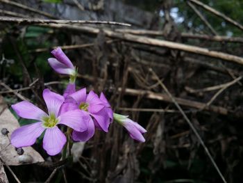 Close-up of pink crocus blooming outdoors