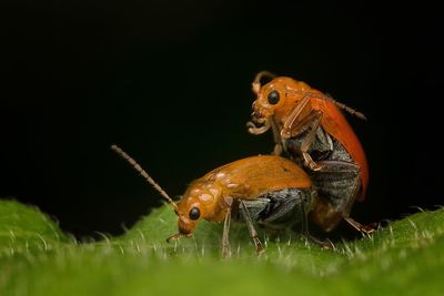 Insects mating on leaf