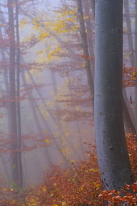 Close-up of trees in forest during autumn