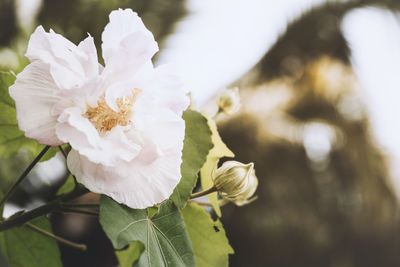 Close-up of white flowering plant