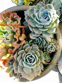 High angle view of prickly pear cactus