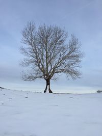 Bare tree on snow covered landscape against sky