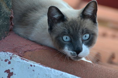 Cat with blue eyes