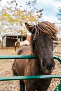 Close-up of horse standing on field