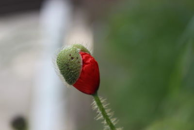Close-up of red flower