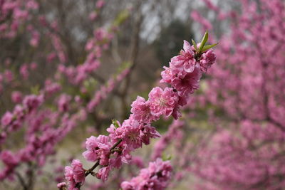 Close-up of pink cherry blossoms in spring
