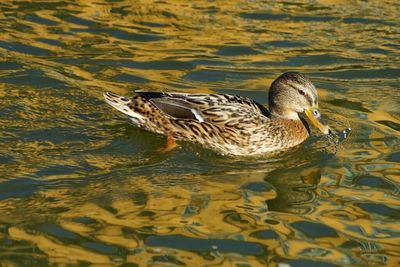 View of birds in water