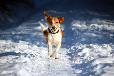 Portrait of dog on snow