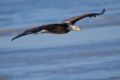 Close-up of seagull flying over sea against sky