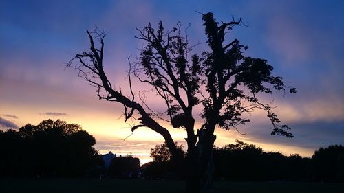 Silhouette of trees at sunset