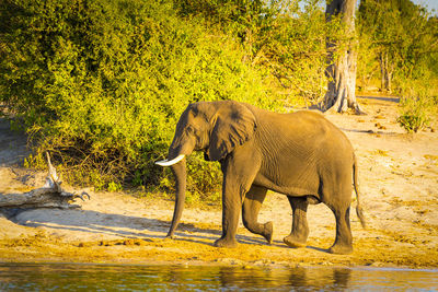 Side view of elephant in lake