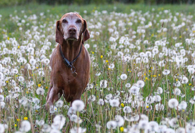 Portrait of a dog on field. vizsla in dandelions