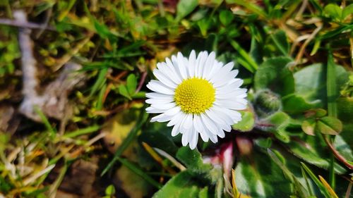 Close-up of white flower blooming outdoors