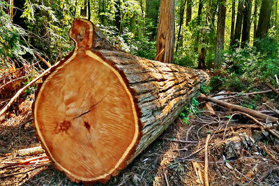 Close-up of tree trunk in forest