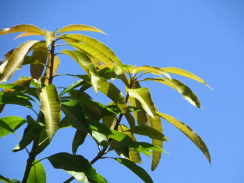 Low angle view of plant against clear blue sky