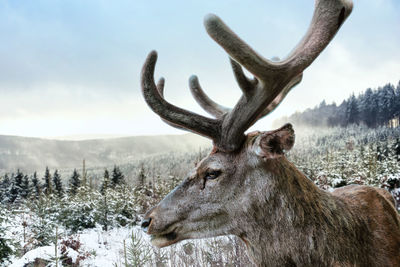 A stag with imposing antlers stands in front of a forest landscape in winter.