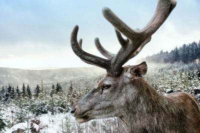 Low angle view of deer against sky