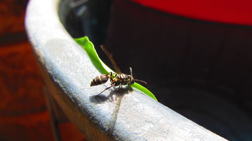 Close-up of insect on leaf