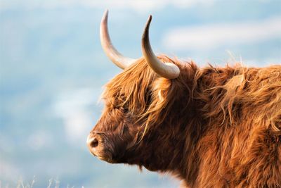 Close-up of a highland cow against the sky