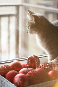 A gray cat is sitting by the window next to red christmas toys. cozy new year. christmas card