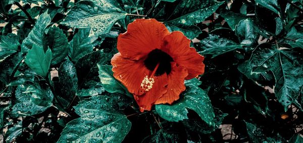 Close-up of red poppy flower
