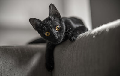 Close-up portrait of cat